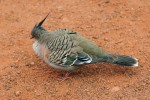 Holub chocholatý (Ocyphaps lophotes) patří k nejčastěji chovaným exotickým holubům v péči člověka. Foto L. Hanel
