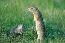 Vydáváním akustických varovných signálů upozorňují syslové (zde sysel obecný – Spermophilus citellus)  své potomky a další příbuzné jedince  v kolonii na hrozící nebezpečí.  Po zaslechnutí varovného zvuku reagují tato zvířata často zvýšenou ostražitostí, panáčkují a rozhlížejí se po okolí.  Albeř (2008). Foto J. Matějů