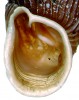 Pohled do ústí ulity řasnatky  s důležitým determinačním znakem – prahovitým dolním záhybem mezi  příčkou srpovitou a hltanovým mozolem (šipka). Snímky M. Horsáka,  není-li uvedeno jinak