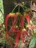 Rod Polyalthia (čeleď Annona­ceae) je se zhruba 100 druhy rozšířen převážně v jihovýchodní Asii, několika druhy však zasahuje až do Austrálie, na Madagaskar a do Afriky. Jde o kauli­florní stromy s typicky trojčetnými květy na kmenech i hlavních větvích, s kruhem kališních a dvěma kruhy korunních lístků, s velkým počtem tyčinek a plodolistů (apokarpní gyneceum). Květ je adaptován na opylení brouky. Tento rod reprezentuje nejmladší z hlavních vývojových linií čeledi. Foto D. Stančík