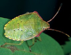 Larva kněze velkého (Acanthosoma haemorrhoidale) ve stáří čtrtého instaru. Foto L. Hanel / © L. Hanel