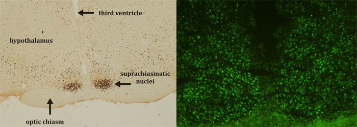 Neurohumoral Regulations