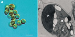 Chromera velia, nejbližší fotosyntetický příbuzný prvoků kmene výtrusovců (Apicomplexa), ve světelném (A) a transmisním elektronovém mikroskopu (B). Tato plně fotosyntetická řasa izolovaná z korálů obsahuje jeden plastid (P), jednu mitochondrii (M) a typické eukaryotické jádro (J). Foto M. Oborník / © M. Oborník