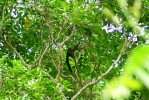 Ratufa uzdičková (Ratufa bicolor) dorůstá délky až 80 cm. Foto K. Koláčová