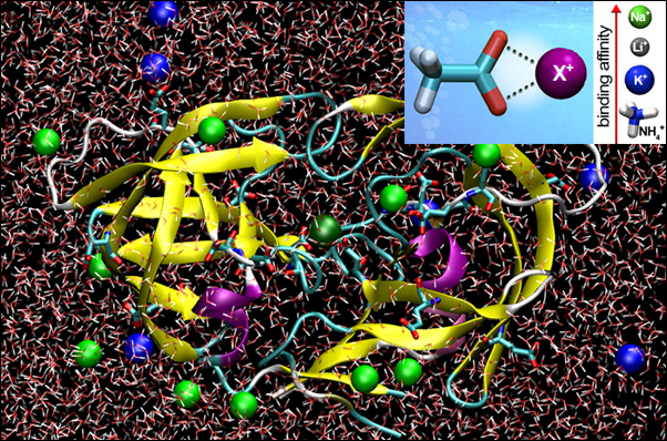 Binding of ions to proteins, polypeptides, and amino acids