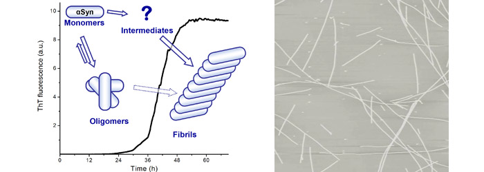 synuclein