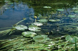 Kvetoucí a plodící populace stulíku žlutého (Nuphar lutea) v řece Cidlině. Foto T. Fér