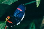 Výstražné zbarvení černo-červené mimetické skupiny – Heliconius erato cyrbia (Heliconiinae). Ekvádor. Foto G. O. Krizek