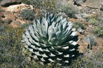 Agáve Agave sebastiana patří  ke středně velkým zástupcům rodu. Foto L. Kunte