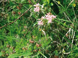 Jeden z několika posledních  pěnišníků chlupatých (Rhododendron hirsutum) na okraji lesa. Foto J. Kubíková