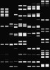 Část výsledku metody AFLP. Každý sloupec představuje analýzu jednoho jedince. Shoda ve výskytu proužku na stejném místě určuje genetickou podobnost porovnávaných jedinců. Foto T. Fér