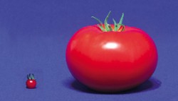 Rozdíl ve velikosti plodu planého a současného druhu rajčete je z 30 podmíněn jediným genem. Foto P. Smýkal / © Foto P. Smýkal