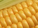 klas kukuřice seté (Zea mays)