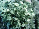 Keříčkovitá stélka stužkovce topolového (Ramalina fastigata) je nápadná a dekorativní. Starší jméno rožďovka topolová je rovněž frekventované,  obě jména však pocházejí již z 19. stol.