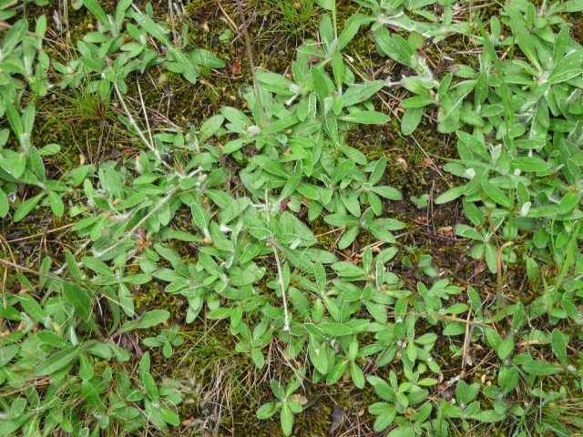 7. Další typická rostlina suchých trávníků, jestřábník chlupáček (Hieracium pilosella), také zatím nekvete, ale tvoří rozsáhlé porosty, které však neodolávají konkurenci vyšších trav.