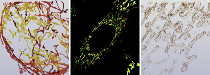 Mitochondrial Physiology