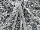 Shluk krystalů drosofilinu A metyl­eteru na povrchu mycelia špičky žíněné ve skenovacím elektronovém mikroskopu.  Foto J. Machač a O. Koukol