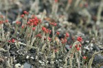 Nápadně červenou barvu plodnic některých dutohlávek (Cladonia)  způsobuje kyselina rodokladonová. Asi nejběžnějším červenoplodým druhem je dutohlávka vyzáblá (C. macilenta). Foto J. Malíček