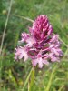 Uprostřed léta na Karlštejnsku  vykvétá rudohlávek jehlancovitý  (Anacamptis pyramidalis). Foto P. Špryňar