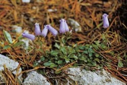 Zvonek Zoysův (Campanula Zoysii), endemit Jihovýchodních Alp, je považován nejen za nejkrásnější vysokohorský druh svého rodu, ale za jednu z nejkrásnějších alpínek vůbec. Na první pohled ho lze poznat podle neobvykle utvářené koruny. Foto J. Čeřovský / © J. Čeřovský