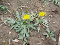 Pampeliška koksaghyz (Taraxacum koksaghyz) v přirozených podmínkách – Kegenská kotlina, jiho­východní Kazachstán. Foto J. Kirschner