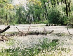 Lokalita žebratky bahenní (Hottonia palustris) na bahnitém jezírku u železniční stanice Milotice nad Bečvou (květen 2002). Foto V. Přikryl