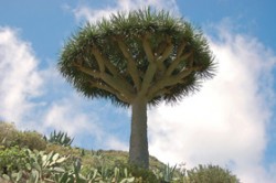 Starší jedinec dračince obrovského (Dracaena draco) na okraji vesnice Chamorga v pohoří Anaga v severním cípu ostrova Tenerife. Foto V. Zelený / © V. Zelený