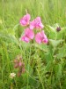 Hrachor širokolistý (Lathyrus  latifolius). Jako víceletá bylina se  vyskytuje ve světlých lesích, křovinách,  na loukách a při okrajích cest. Patří k ohroženým druhům naší květeny. Foto P. Smýkal