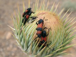 Dospělci druhu Purpuricenus nanus při  úživném žíru a kopulaci na poupatech hvězdnicovitých (Asteraceae). Foto J. Simandl