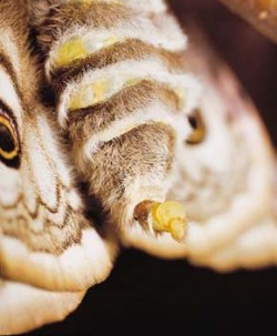 Volající samička martináče habrového (Saturnia pavonia). Zadeček s vychlípenou feromonovou žlázou. Foto J. Křeček / © J. Křeček