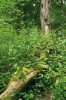 V lužních lesích nad soutokem Dyje s Moravou lze tesaříka alpského  (v levém dolním rohu) zastihnout  i na převážně zastíněných kmenech  skrytých v kopřivách. Foto J. Miklín