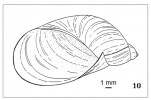 Jantarka obecná (Succinea putris) je běžným druhem žijícím na březích vod a v mokřadech, kde s oblibou vylézá na rákosiny a vysokou bylinnou vegetaci. Její tenkostěnné ulity většinou medové barvy se podobají ulitám příbuzného rodu jantarovka (Oxyloma), ale všechny tyto druhy spolehlivě dokládají přítomnost vod nebo trvalého zamokření jak v lese, tak v otevřené krajině. Orig. V. Ložek