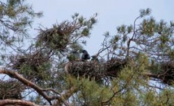 Mláďata havrana polního (Corvus frugilegus) v hnízdní kolonii v Božicích na Znojemsku (14. 5. 2006). Foto J. Klejdus / © J. Klejdus