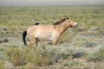 Mladý hřebec koně Převalského (Equus przewalskii) v jistícím postoji. Foto E. Kůs