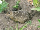 Sysel perličkový (Spermophilus suslicus) patří k eurasijským zástupcům s nejlépe  prozkoumanými varovnými signály. V poměrně jednoduché struktuře jeho signálu, tvořeného jediným tonálním hvizdem s téměř konstantní základní frekvencí kolem 9 kHz, byla zjištěna značná vnitrodruhová variabilita.  U mláďat se např. vyznačují kratší  délkou trvání než u dospělců. Varovné signály různých dospělých jedinců  lze zase poměrně dobře rozlišit  na základě frekvenčních parametrů.  Foto I. Volodin