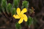 Střechovitě uspořádané tuhé listy třezalky (Hypericum) dobře ilustrují xeromorfní charakter mnohých rostlin párama. Foto P. Sklenář