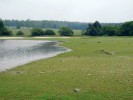 Rybník Konračský na Novobystřicku se tradičně využívá k produkci jednoleté kapří násady. Každoročně po jarním výlovu je ponechán několik měsíců  na nízké vodě a jeho dno rychle zarůstá efemérní vegetací s puchýřkou útlou. Foto K. Šumberová