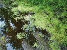 Typické stanoviště hvězdoše kalužního (C. stagnalis) – kaluž ve vyjetých kolejích lesní cesty u České Kamenice. Foto J. Prančl