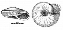 Východoalpský endemit skalnice Chilostoma achates žil v posledním glaciálu i na Pálavě a v Moravském krasu, Podyjí a v okolí Českého Krumlova. Kreslil V. Ložek / © Photo