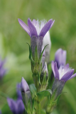 Detail květu hořečku drsného Sturmova (Gentianella obtusifolia subsp. sturmiana). Okraje kališních uštů a střední žilky kalicha jsou hustě drsně papilnaté. Foto J. Brabec