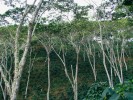 Kávovník arabský (Coffea arabica)  na plantáži Ave Fénix stíněné dřevinami rodu Inga z čeledi bobovitých (Fabaceae). Alto Palomar, Peru. Foto L. Ehrenbergerová