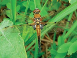 Vážka čtyřskvrnná (Libellula quadrimaculata) z pětileté lokality mokřadů U Rondelu. Vyskytovala se ve starších tůních, kde nahradila typicky pionýrský druh vážku ploskou (L. depressa) z jedno- a dvouleté lokality. Foto V. Konvičková / © V. Konvičková