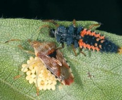 Samička kněze mateřského se natáčí proti nebezpečí, zde proti larvě slunéčka východního (Harmonia axyridis)
Foto L. Hanel / © Photo L. Hanel