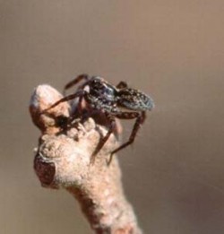 Nedospělý slíďák Pardosa prativaga před odletem (délka těla 5 mm). Foto L. Kubcová / © L. Kubcová