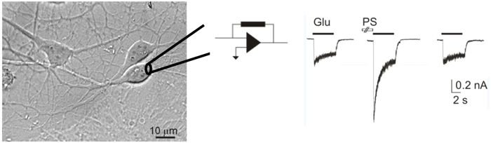 Cellular Neurophysiology