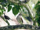 Vzhledem i zpěvem se našemu  drozdu zpěvnému (Turdus philomelos) podobá drozd běloprsý (T. leucomelas). Foto J. Májsky