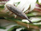 Teprve v posledním desetiletí byl u nás objeven rýhonosec Lixus fasciculatus. Napadá zejména běžný pelyněk  černobýl (Artemisia vulgaris)  a v současnosti jsme svědky jeho rychlého šíření na nové lokality.