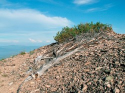 Kyjovitý růst borovice zakrslé (Pinus pumila) v nejvyšších polohách Svatého Nosu. Foto autoři článku / © Authors