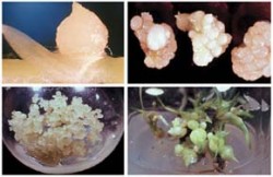 Restituce in vitro - klonové množení orchidejí na příkladu rodu Cymbidium: vlevo nahoře úžlabní (axilární) pupen, vpravo nahoře - na médiu s obsahem auxinu a cytokininu se z apikálního meristému vytvářejí nové "protokormy" (cosi jako pacibulky), které lze dále řízkovat, vlevo dole kontinuální regenerace protokormů, vpravo dole - po převodu na médium bez fytohormonů regenerují z protokormů mladé rostliny. Foto Z. Opatrný / © Z. Opatrný
