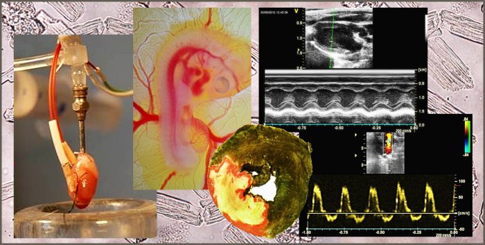 Developmental Cardiology